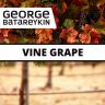 George Batareykin VINE GRAPE 10мл