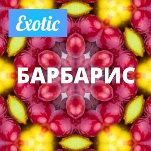 Exotic БАРБАРИС 10мл